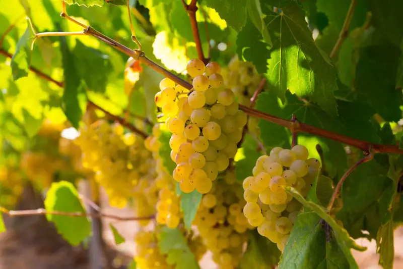 Grappes de grenache blanc mûres et dorées, baignées de soleil, prêtes à être récoltées pour un vin blanc fruité.