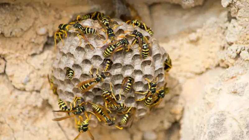 Nido de avispas con muchas obreras. Se observa el inicio de como se reproducen las avispas, con celdillas hexagonales.