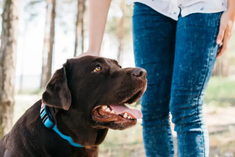 Un perro marrón con collar azul mira hacia arriba mientras una persona le acaricia la cabeza. Parece que mi perro no acepta al nuevo cachorro.