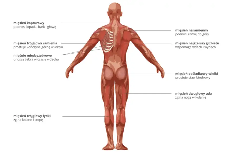 Anatomia człowieka z widoczną budową mięśnia szkieletowego. Pokazano mięśnie pleców, ramion, pośladków i nóg.