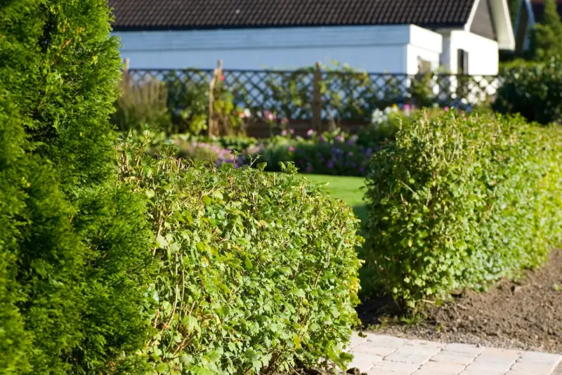 En välskött avenbok plantering ramar in en solig trädgård med ett vitt hus i bakgrunden.