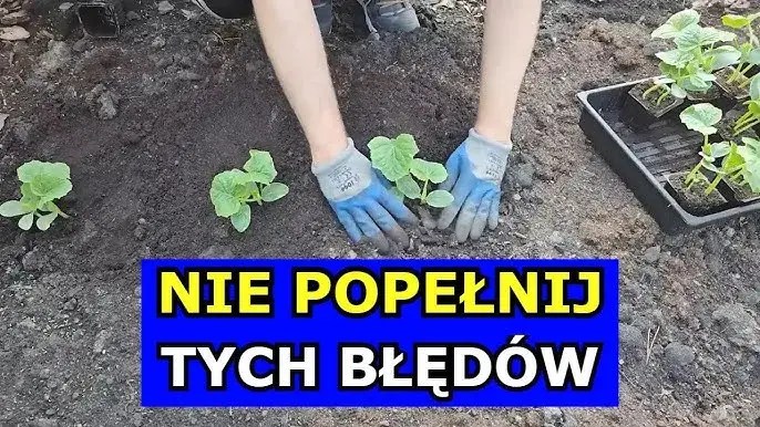 Jak uprawiać ogórki w gruncie – unikaj najczęstszych błędów i chorób