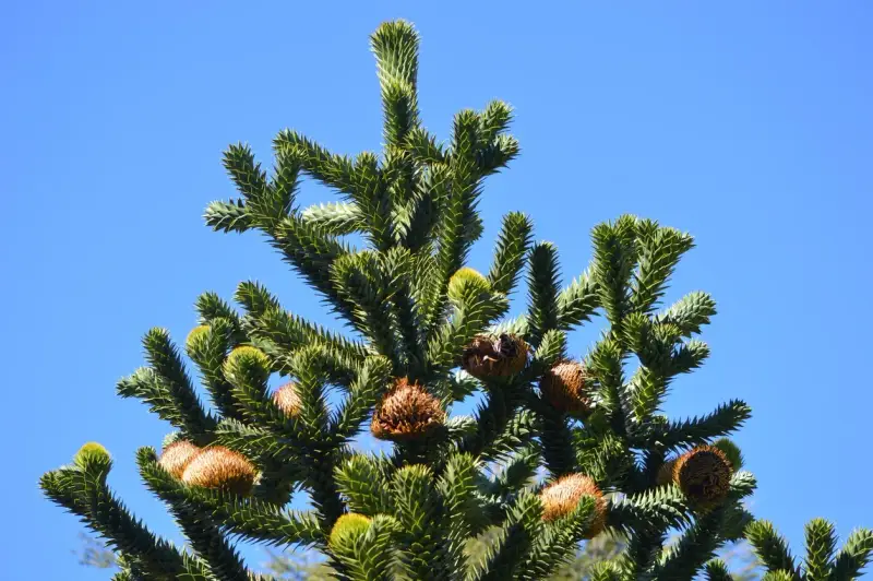 Le sommet d'un araucaria, avec ses branches épineuses et ses cônes bruns, sous un ciel bleu clair. On dirait le désespoir du singe face à cette nature sauvage.