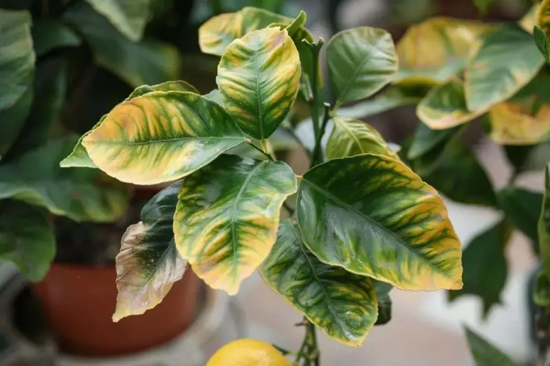 Les feuilles du citronnier se recroquevillent, montrant des marbrures jaunes et vertes. Un citron jaune est visible en bas.
