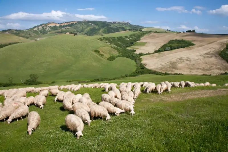 Un gregge di pecore pascola in un prato verde, con dolci colline ondulate e un cielo azzurro sullo sfondo.