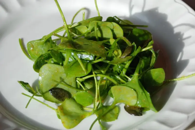 Salade de claytone de Cuba, fraîche et croquante, assaisonnée d'épices.