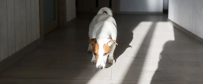 Jack Russell terrier wącha podłogę, jakby szukał czegoś, czego zapachu nie lubią psy.