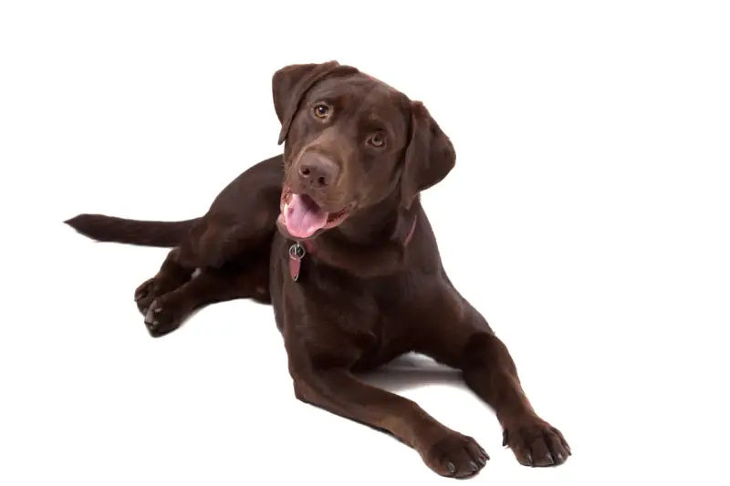 Jak wytresować labradora: skuteczne metody, które zadziałają