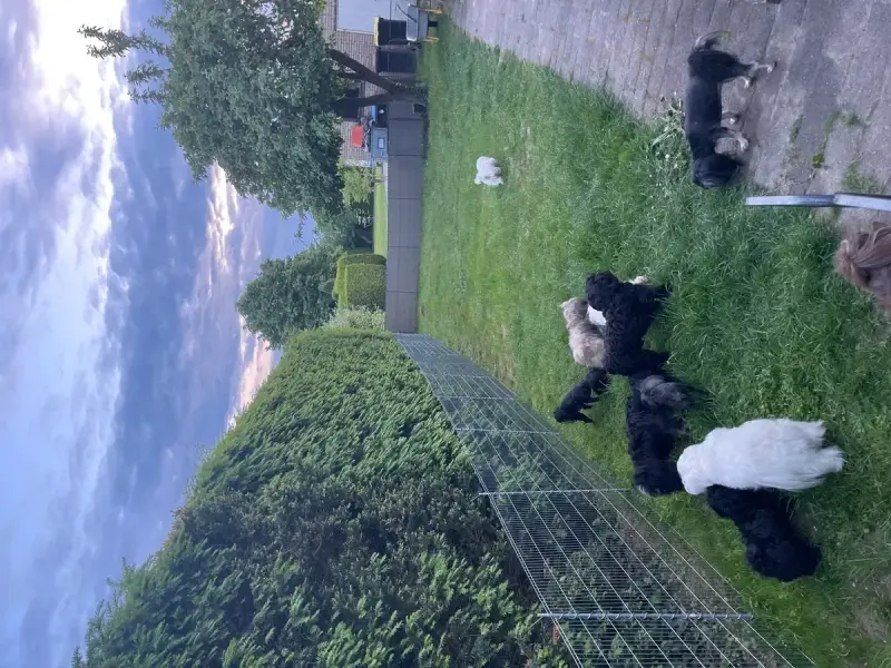 Wesołe maltipoo bawią się na trawie. Dbamy o ich zdrowie, by uniknąć maltipoo chorób.