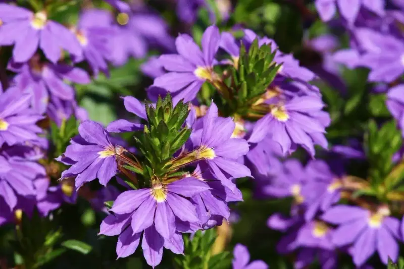 Fioletowe kwiaty scaevola uprawa w pełnym słońcu, tworzące barwny kobierzec.
