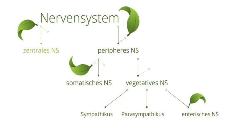Schema des Nervensystems: zentrales, peripheres, somatisches, vegetatives und enterisches NS mit Sympathikus und Parasympathikus.