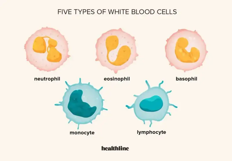 Pięć typów białych krwinek: neutrofil, eozynofil, bazofil, monocyt, limfocyt. Zwiększona liczba białych krwinek to leukocytoza.