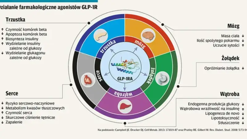 Schemat działania agonistów GLP-1R na organizm: trzustkę, mózg, żołądek, wątrobę i serce.