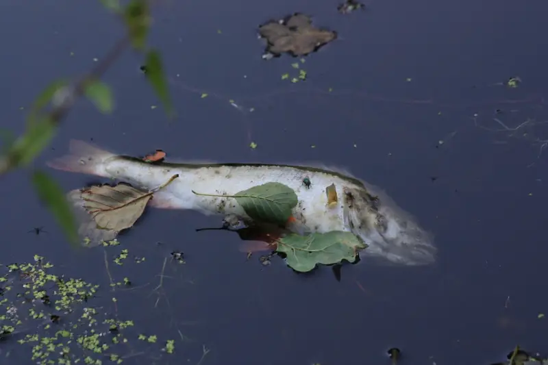 Martwa ryba unosi się na powierzchni wody, przyciągając muchy. To smutny widok śnięcia ryb.