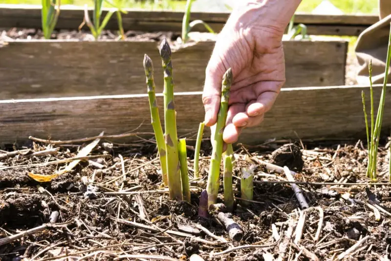 Main d'un jardinier récoltant des asperges vertes et violettes, signe d'une culture des asperges réussie.