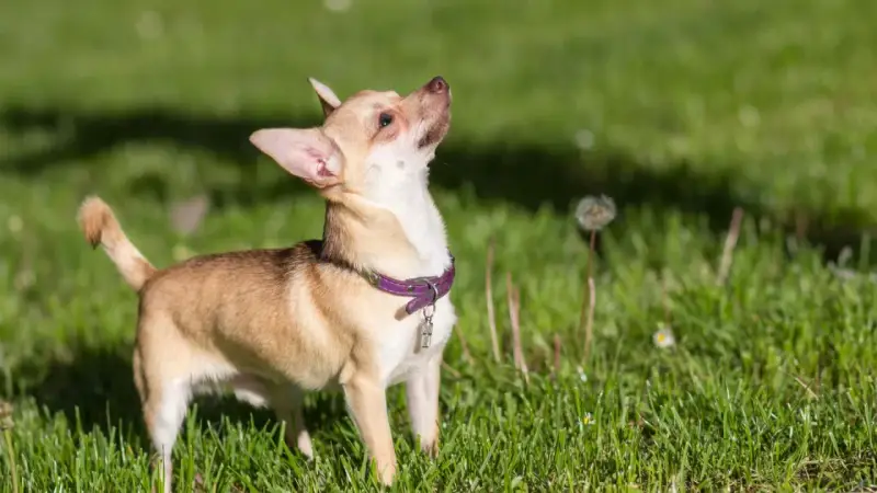 Mały chihuahua z fioletową obrożą, z zaciekawieniem wpatruje się w niebo. Jego charakter to odwaga i ciekawość świata.
