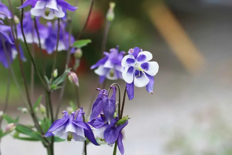 Zarte Akelei-Blüten in Violett und Weiß, ideal für sonnige bis halbschattige Standorte im Garten.