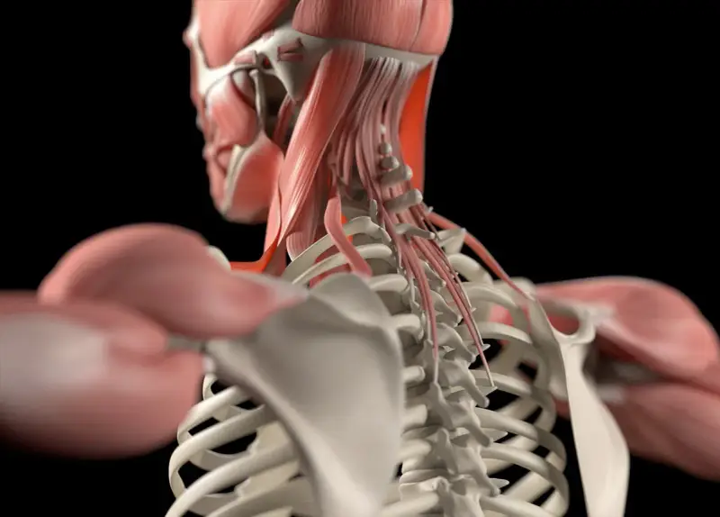 Detailansicht der Nackenmuskulatur Anatomie mit Wirbelsäule und Schulterknochen.