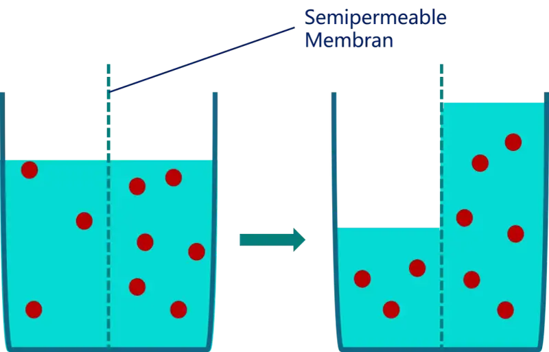 Zellmembran zeigt Plasmolyse und Deplasmolyse: Wasser strömt aus der Zelle, wenn die Konzentration außen höher ist, und zurück, wenn sie innen höher ist.
