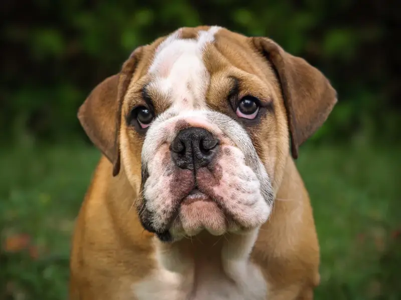 Uroczy buldog angielski szczeniak, którego cena może Cię zaskoczyć.