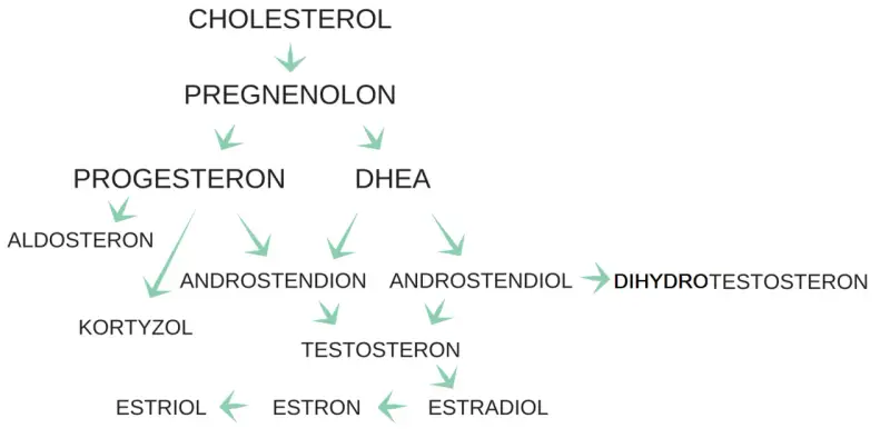 Schemat przedstawia szlaki metaboliczne hormonów steroidowych, od cholesterolu do estrogenów, w tym progesteronu, kluczowego dla cyklu miesiaczkowego.