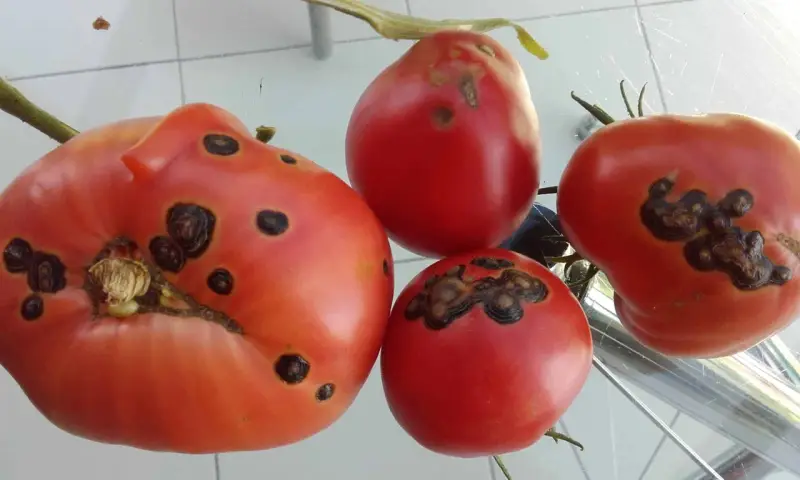 Quatre tomates rouges présentent des taches noires, signe d'une maladie.