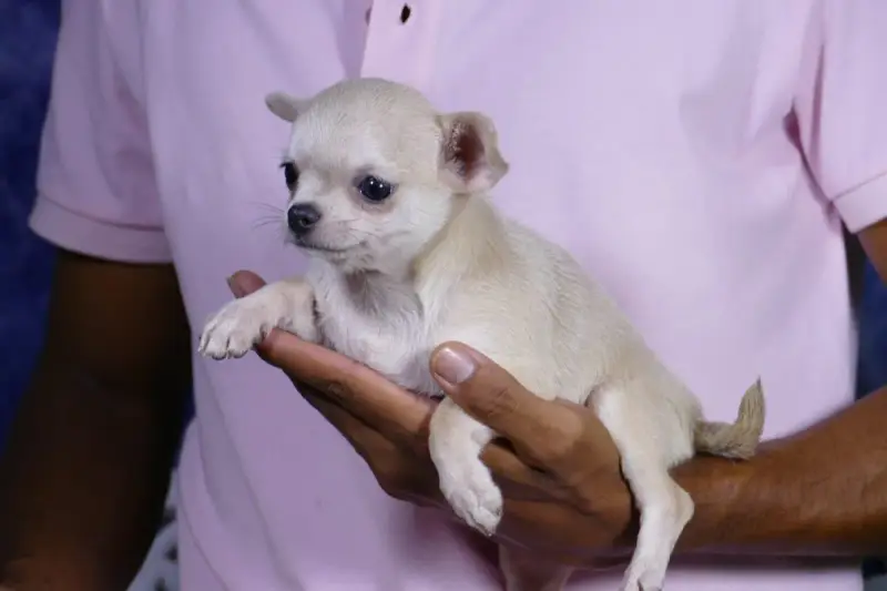 Un adorable cachorro chihuahua, ideal para quienes buscan perros que no sueltan pelo, descansa en una mano.