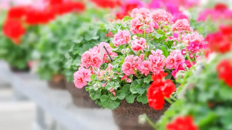 Reich blühende Geranien in Rosa und Rot, ein Zeichen für gute Geranien Pflege.