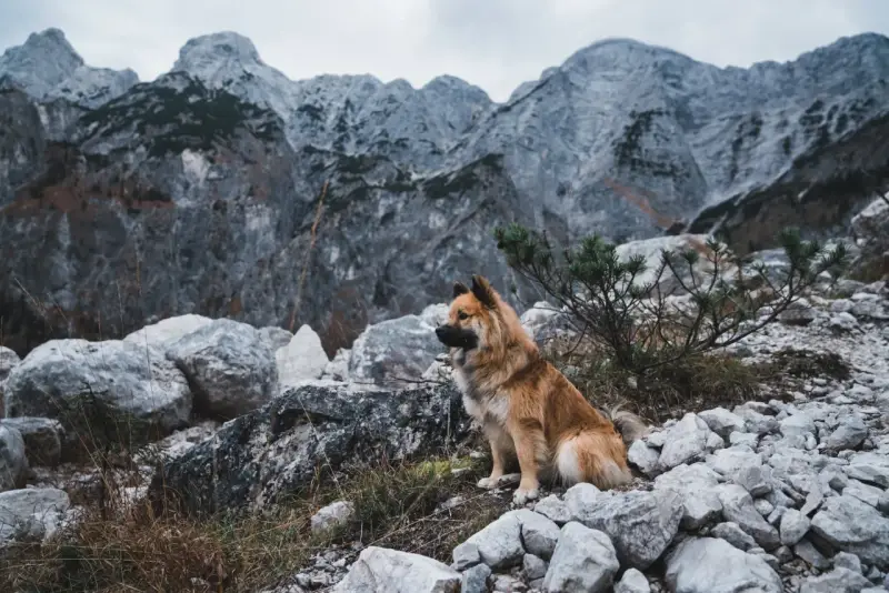 Pies siedzi na kamienistym szlaku, gotowy na wyprawę gdzie w góry z psem. W tle majestatyczne, skaliste szczyty.