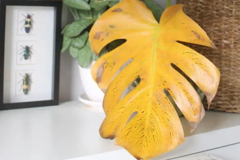 Monstera z żółtymi, plamistymi liśćmi, wskazującymi na choroby liści. Obok ramka z owadami.