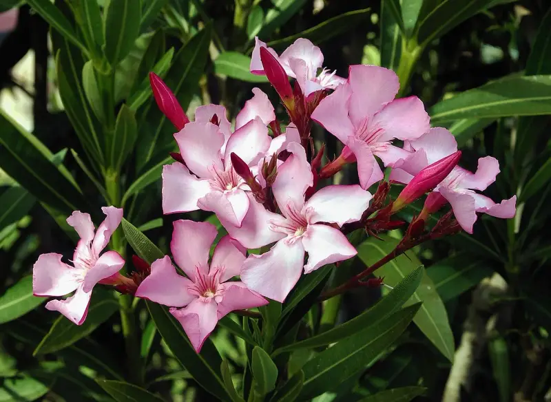 En klase ljusrosa nerium oleander-blommor med mörkgröna blad. Några knoppar är fortfarande stängda.