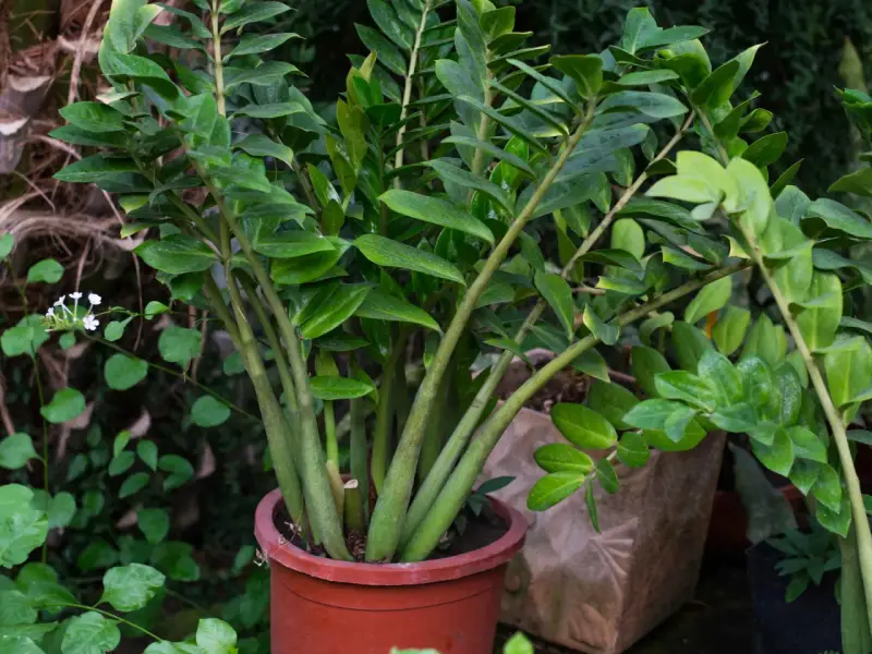 Zamioculcas in vaso rosso, rigoglioso e verde. La sua cura è semplice, ideale per chi ama le piante resistenti.