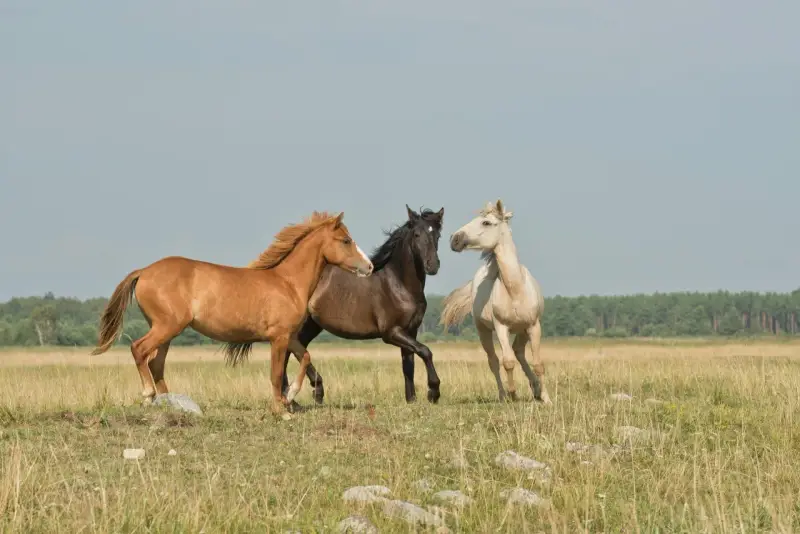 Trois chevaux, un bai, un noir et un alezan, galopent dans un pré. Le bai, comme il faut étalon, semble mener la course.