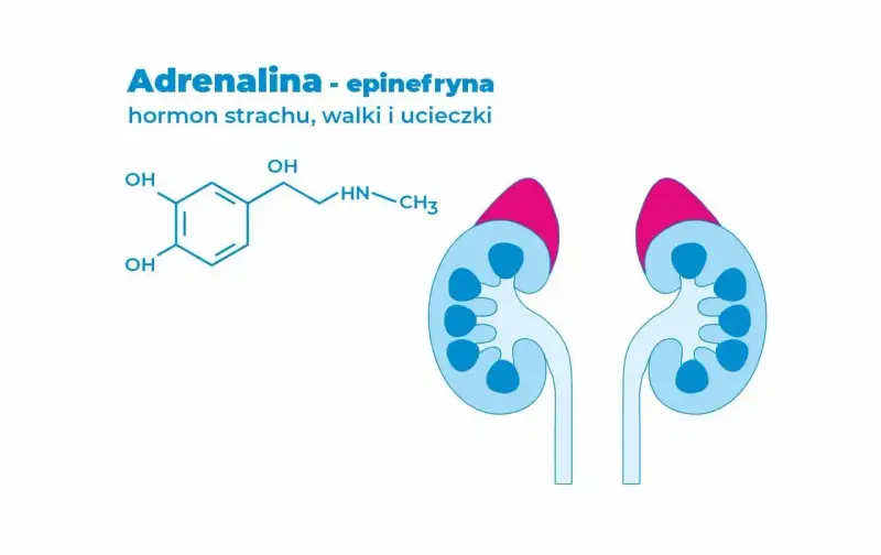 Schemat chemiczny adrenaliny, hormonu wywołującego **adrenalina**, i zarys nerek.