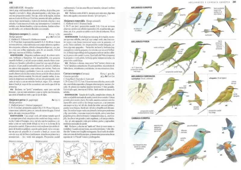 Aves migratorias España: Abejaruco europeo, persa y esmeralda, junto a la carraca europea, ilustrados con detalles de plumaje y distribución.
