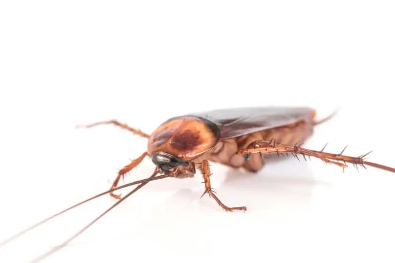 Cucaracha de color marrón rojizo, con antenas largas y patas espinosas, un insecto común cuando se considera plaga de cucarachas.