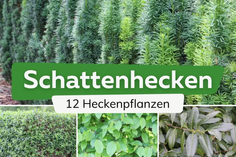 Schattige Ecken im Garten? Hier sind 12 Ideen zum hecke pflanzen für schattige Standorte.