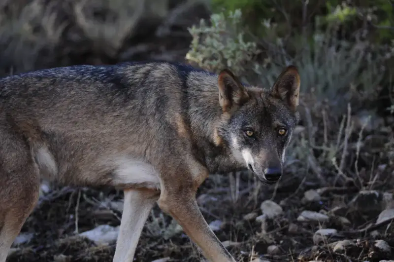 Un lobo ibérico, un majestuoso animal donde hay lobos en España, camina entre la vegetación y las rocas.