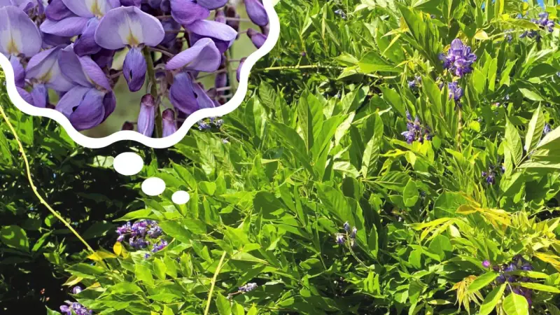 Piękne, fioletowe kwiaty wisterii w chmurce myśli, przypominają o tym, kiedy kwitnie wisteria.