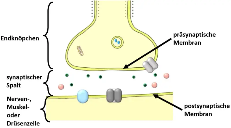 Schematische Darstellung einer Synapse: präsynaptische Membran, synaptischer Spalt und postsynaptische Membran einer Nerven-, Muskel- oder Drüsenzelle.