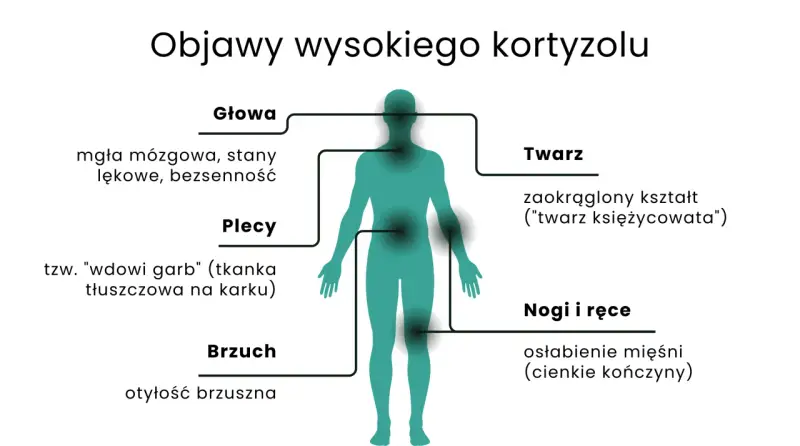 Wysoki kortyzol objawy: mgła mózgowa, stany lękowe, bezsenność, "wdowi garb", otyłość brzuszna, zaokrąglona twarz, osłabienie mięśni.