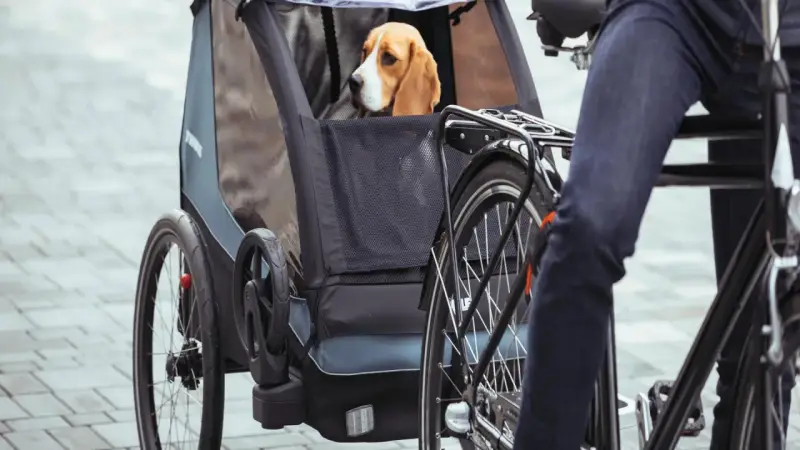 Beagle siedzi w przyczepce rowerowej, gotowy na wspólną przejażdżkę. Pies na rowerze to świetny sposób na aktywne spędzanie czasu.