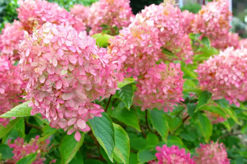 Ein Meer aus zarten rosa Rispenhortensien, bereit für den Rückschnitt im Herbst.