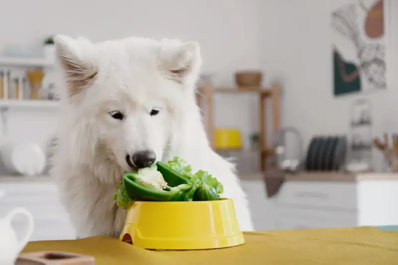 Biały pies samoyed zajada się papryką i sałatą, dostarczając sobie cennego błonnika.