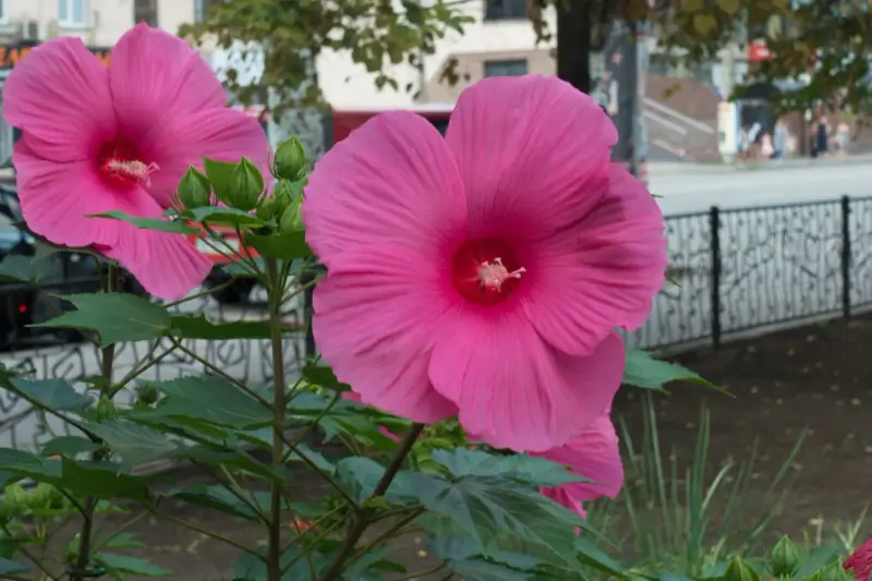Hibiscus à grandes fleurs roses, prêtes à éclore. L'entretien facile de ces beautés assure une floraison spectaculaire.