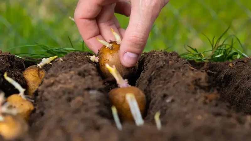 Main d'une personne plantant une pomme de terre germée dans la terre. Les germes blancs et violets sont visibles.
