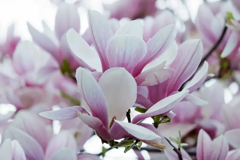 Delikatne, różowo-białe kwiaty magnolii, ukazujące piękno różnych odmian.