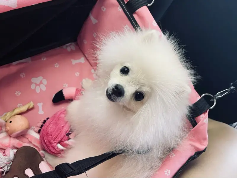 Adorable pomerania suelta pelo en su transportín rosa con juguetes.