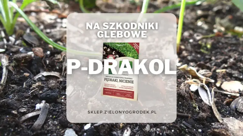 P-DRAKOL - ekologiczny preparat na pędraki i nicienie. Ogranicza uszkodzenia trawnika i stymuluje rozwój systemu korzeniowego.