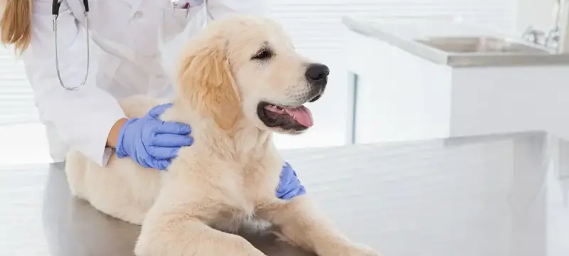 Giardia beim Hund: Symptome erkennen und rechtzeitig handeln